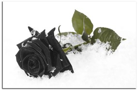 Obraz na plátne - Ruža na snehu 1103QA (60x40 cm)