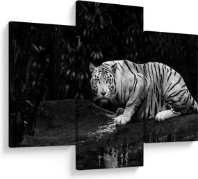 Obraz - Tiger albín, čiernobiely (90x60 cm)