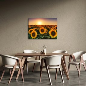Obraz - Slnečnica (70x50 cm)
