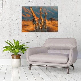 Obraz - Žirafy na pastvine (70x50 cm)
