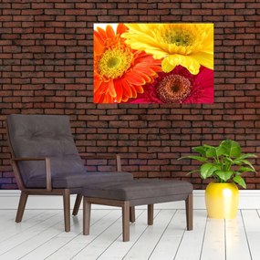 Obraz - Kvety Gerbery (90x60 cm)
