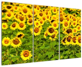 Obraz slnečnica