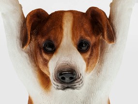 Animal Mr. Jack príručný stolík viacfarebný