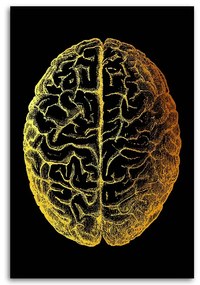 Gario Obraz na plátne Zlatá anatómia, vrchná časť mozgu - Gab Fernando Rozmery: 40 x 60 cm