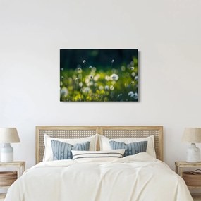 Obraz - Tráva (90x60 cm)