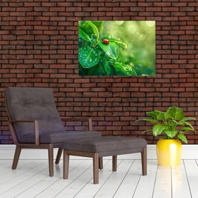 Sklenený obraz - Lienka (70x50 cm)