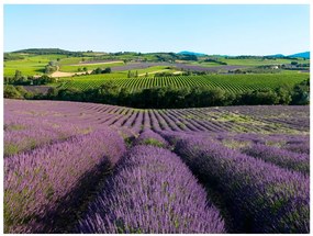 Artgeist Fototapeta - Lavender fields Veľkosť: 400x309, Verzia: Standard