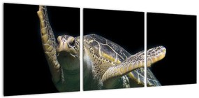 Obraz plávajúce korytnačky