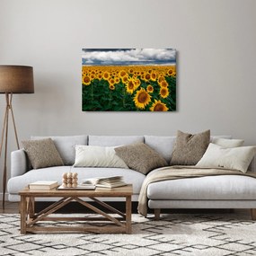 Obraz slnečnicového poľa (90x60 cm)