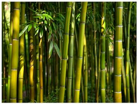 Artgeist Fototapeta - Asian bamboo forest Veľkosť: 200x154, Verzia: Standard