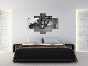 Obraz - Zamilované kone, čiernobiela (150x105 cm)