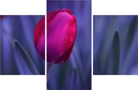 Obraz pupete tulipánu (90x60 cm)
