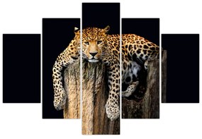 Leopard, obraz