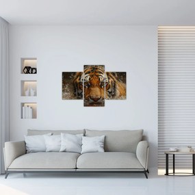 Obraz - Portrét tigra vo vode (90x60 cm)