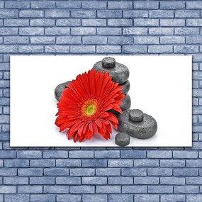 Obraz plexi Kvety gerbery kamene zen 120x60 cm