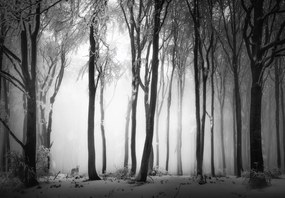Fototapeta - Temný les s vlkom (147x102 cm)