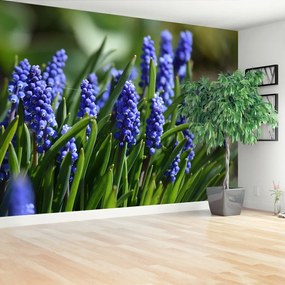 Fototapeta Vliesová Modré hyacinty 208x146 cm