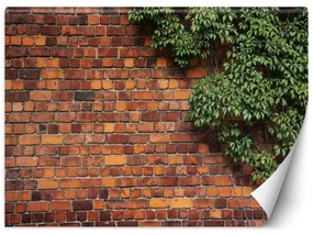 Fototapeta, Cihlová zeď a vinná réva - 250x175 cm