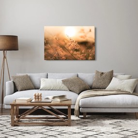 Obraz - Tráva na slnku (90x60 cm)