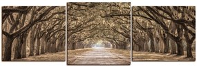 Obraz na plátne - Historické dubové stromy lemované poľnou cestou - panoráma 5239FD (120x40 cm)