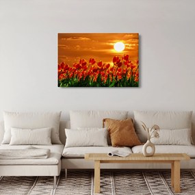 Obraz rozkvitnutého lánu s tulipánmi (90x60 cm)