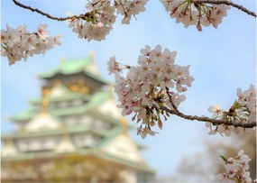 Obraz - Sakura (70x50 cm)