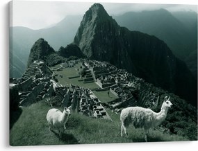 Obraz - Lamy na Machu Picchu v Peru (70x50 cm)