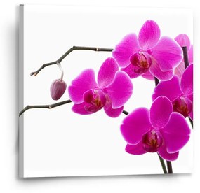 Sablio Obraz Fialové orchidey - 50x50 cm