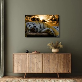 Obraz spiaceho tigra (90x60 cm)