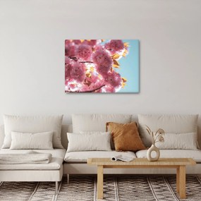 Obraz - Čerešňový kvet (70x50 cm)