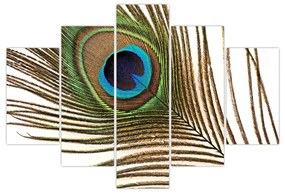 Obraz pávieho peria (150x105 cm)