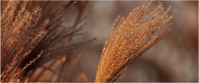 Obraz - Kortadéria (120x50 cm)