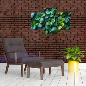 Obraz - Zelené rastliny (90x60 cm)