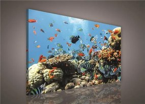 Obraz na stenu vodný svet 100 x 75 cm
