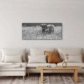 Obraz - Škótska krava 5, čiernobiela (120x50 cm)