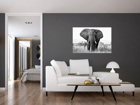 Obraz - Slon africký II. (90x60 cm)