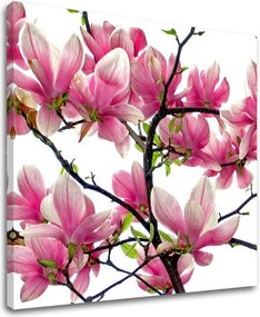 Obraz na stenu KVETY XOBKV132E12 - 70x70 cm