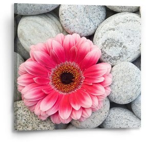 Sablio Obraz Gerbera na kameňoch - 50x50 cm