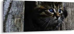 Obraz mačiatka (120x50 cm)