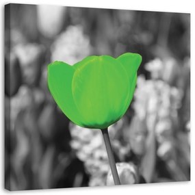 Obraz na plátně Tulipány Květina - 30x30 cm