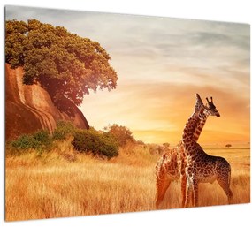 Sklenený obraz - Žirafy v Afrike (70x50 cm)