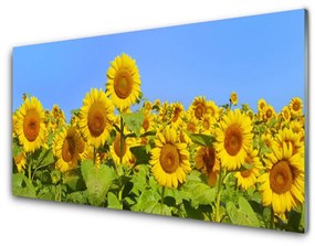 Obraz na skle Slnečnica kvet rastlina 100x50 cm