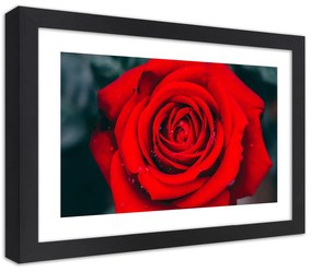 Gario Plagát Kvitnúca ruža Farba rámu: Bez rámu, Rozmery: 30 x 20 cm