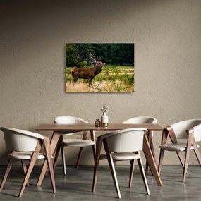 Sklenený obraz jeleňa (70x50 cm)
