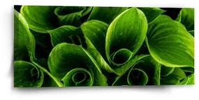 Sablio Obraz Zelené listy - 110x50 cm