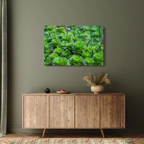Obraz sukulentov (90x60 cm)