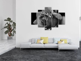 Obraz ruža - čiernobiela (150x105 cm)