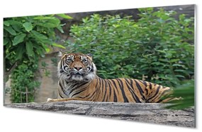 Sklenený obraz Tiger Woods 125x50 cm