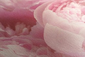 Obraz lupienky kvetu Varianta: 120x80