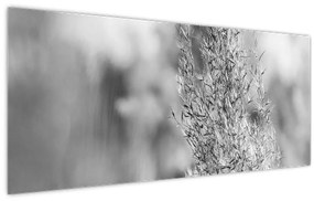 Obraz - Boho pampas grass (120x50 cm)
